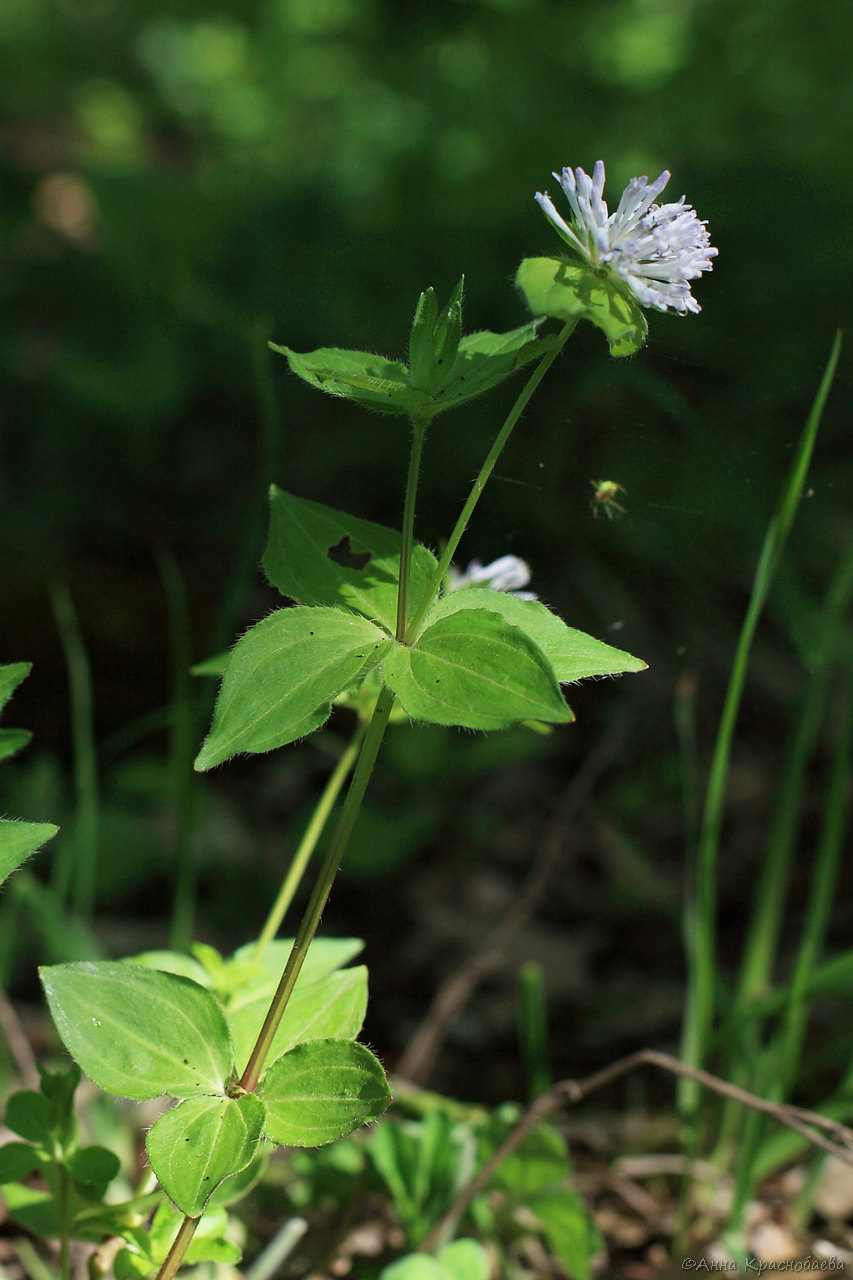 Изображение особи Asperula caucasica.