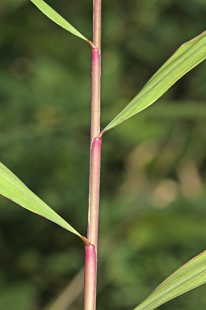 Изображение особи Phragmites japonicus.