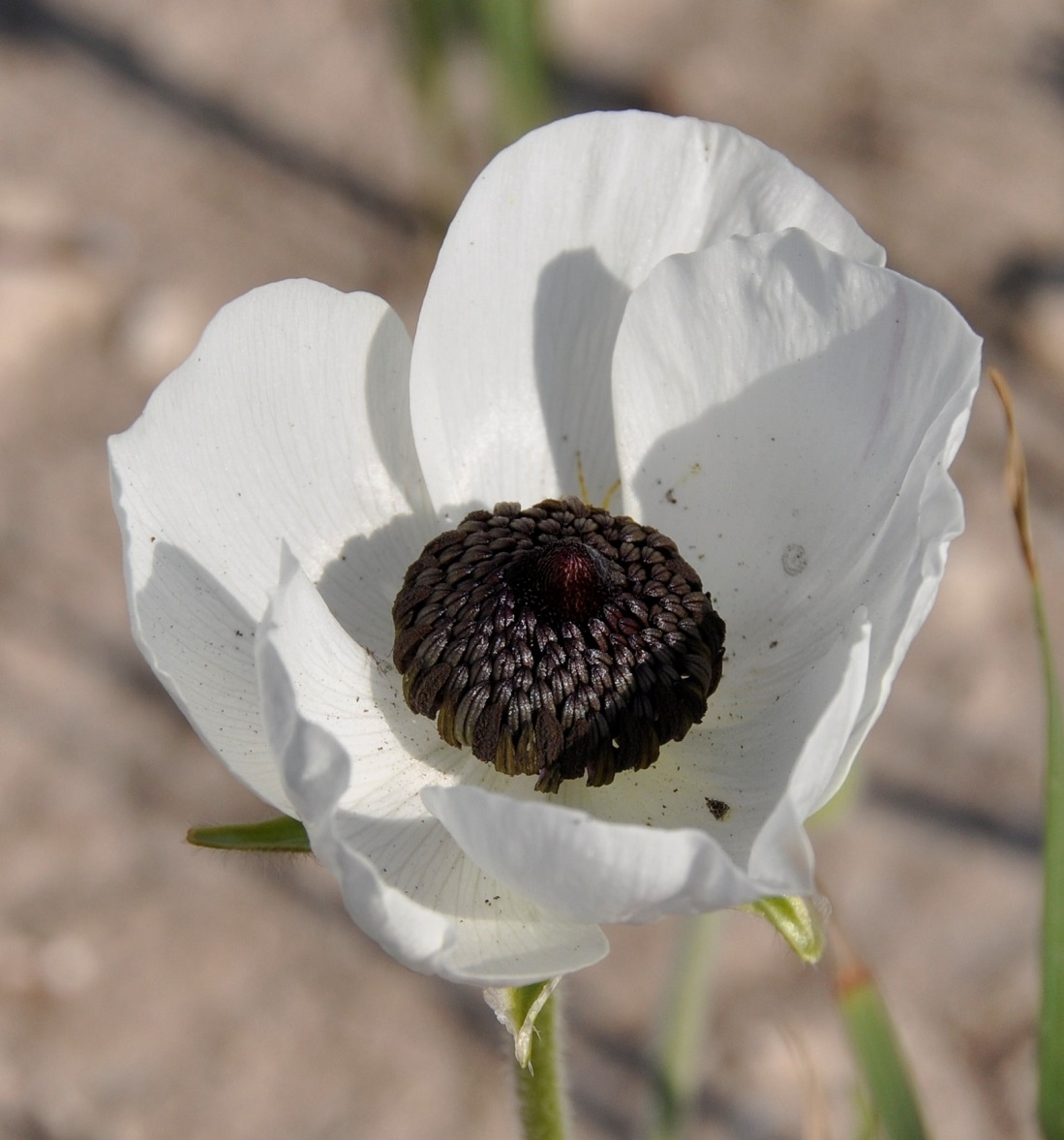 Image of Ranunculus asiaticus specimen.