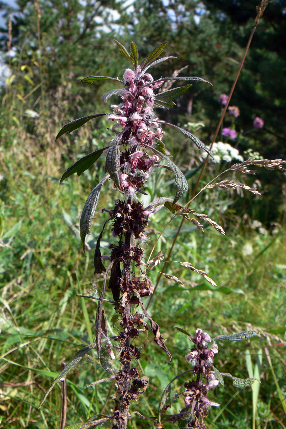 Image of Leonurus quinquelobatus specimen.