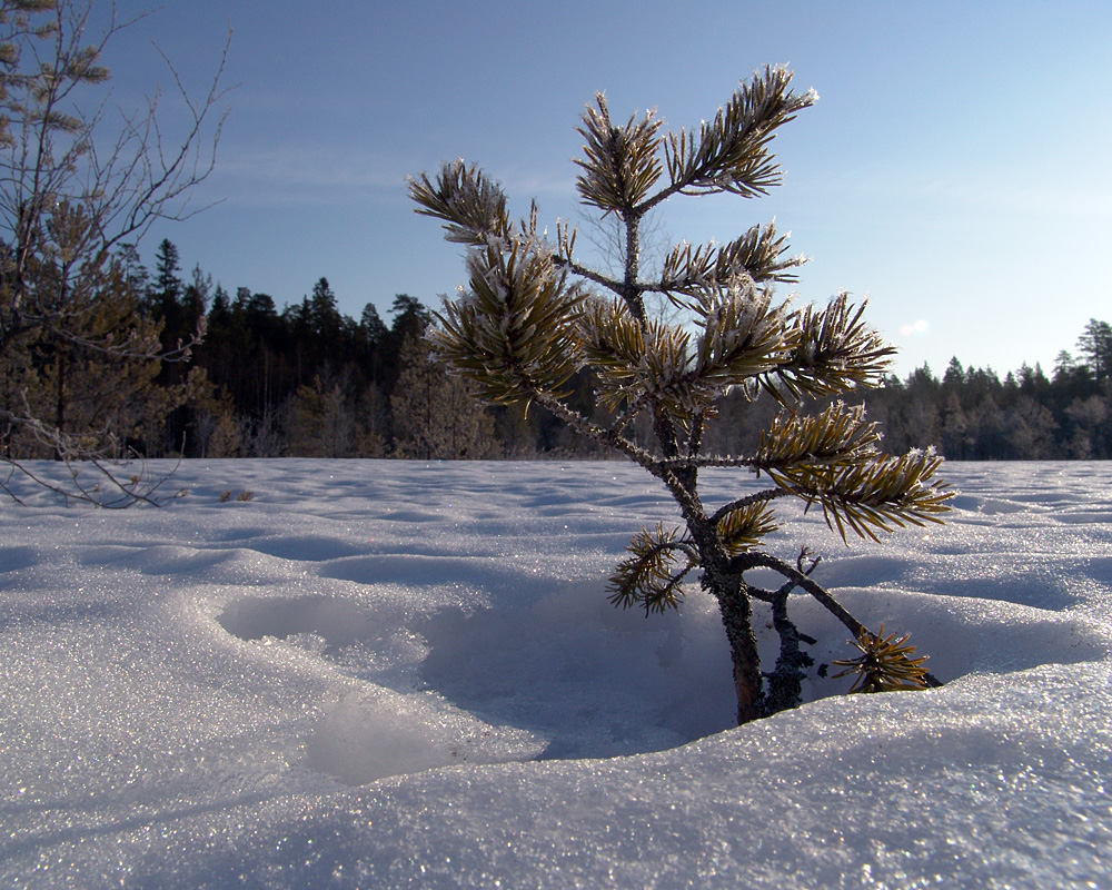 Изображение особи Pinus sylvestris.