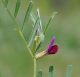 Vicia angustifolia