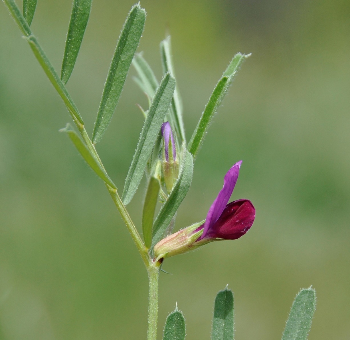 Image of Vicia angustifolia specimen.