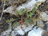 Asplenium ruta-muraria. Перезимовавшее растение. Дагестан, Левашинский р-н, окр. с. Леваши, ок. 1400 м н.у.м., скальный выход. 26.04.2019.