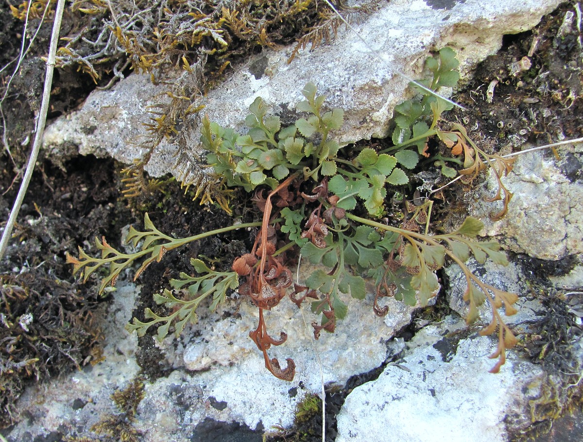 Изображение особи Asplenium ruta-muraria.