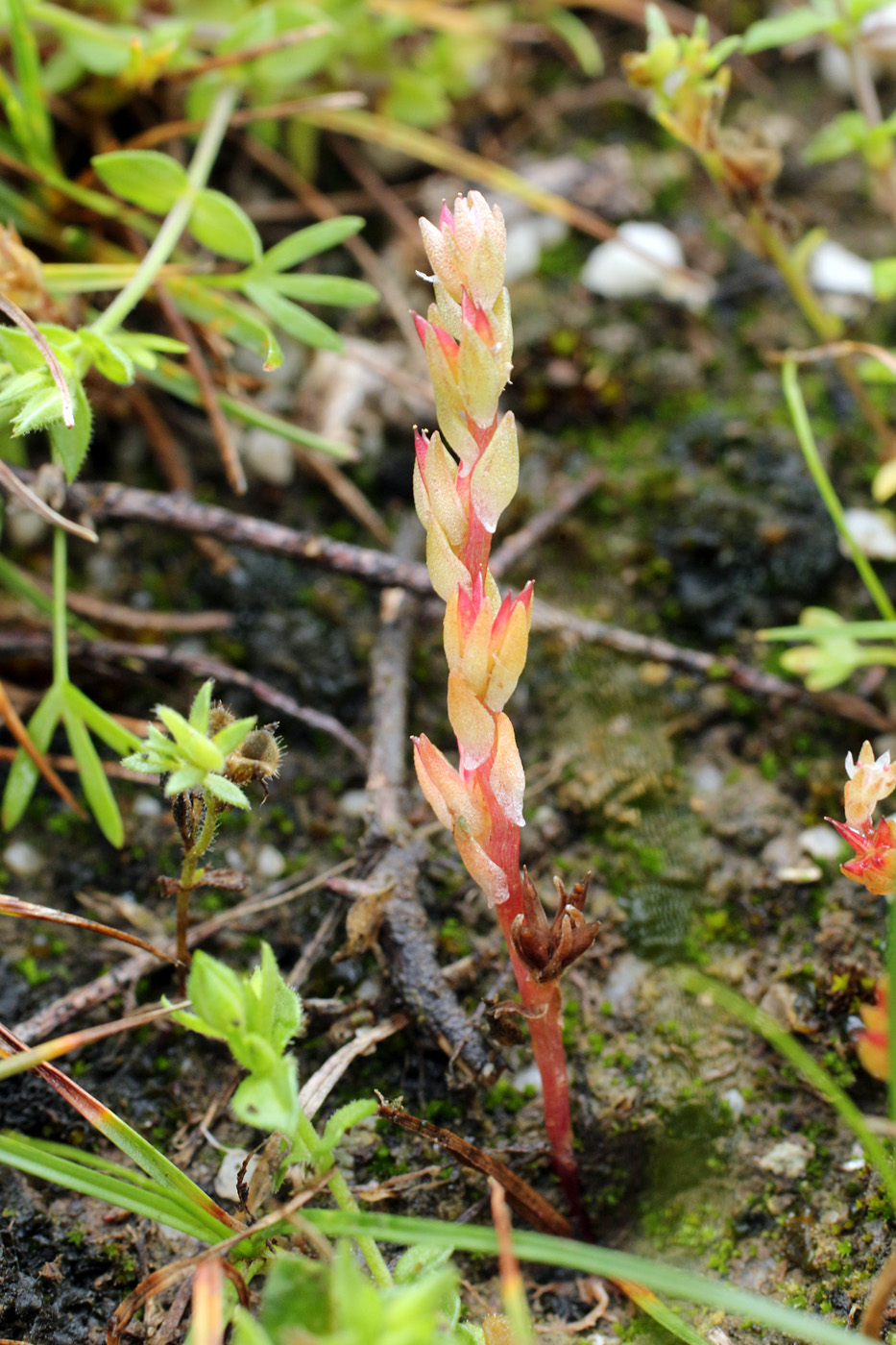 Image of Macrosepalum tetramerum specimen.