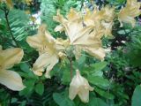 Rhododendron molle подвид japonicum. Верхушка побега с соцветием. Тверская обл., г. Тверь, Заволжский р-н, ботанический сад ТвГУ, в культуре. 1 июня 2019 г.