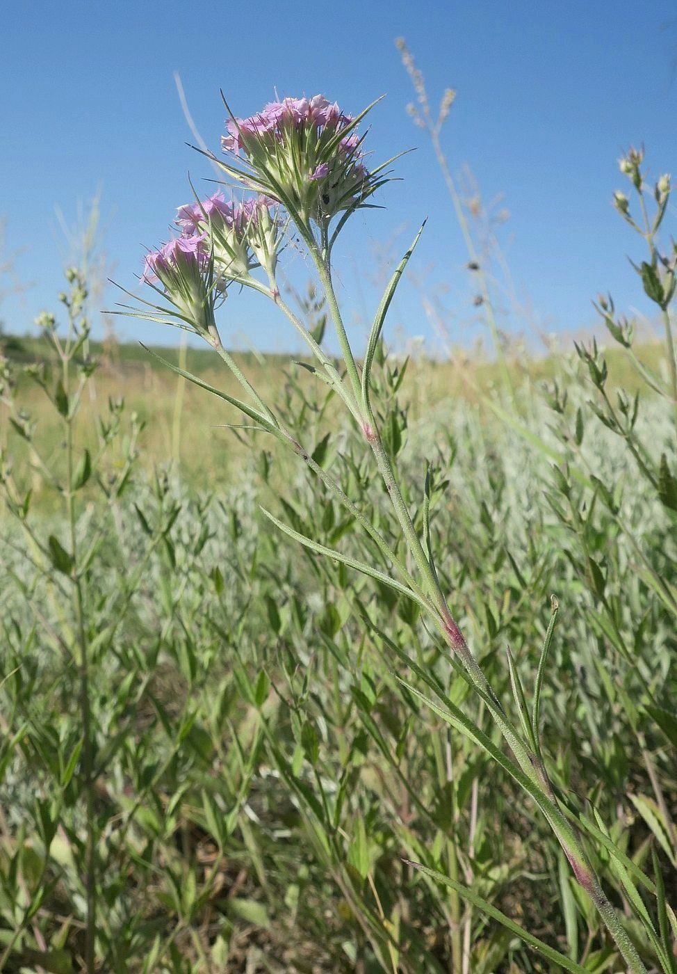 Изображение особи Dianthus pseudarmeria.