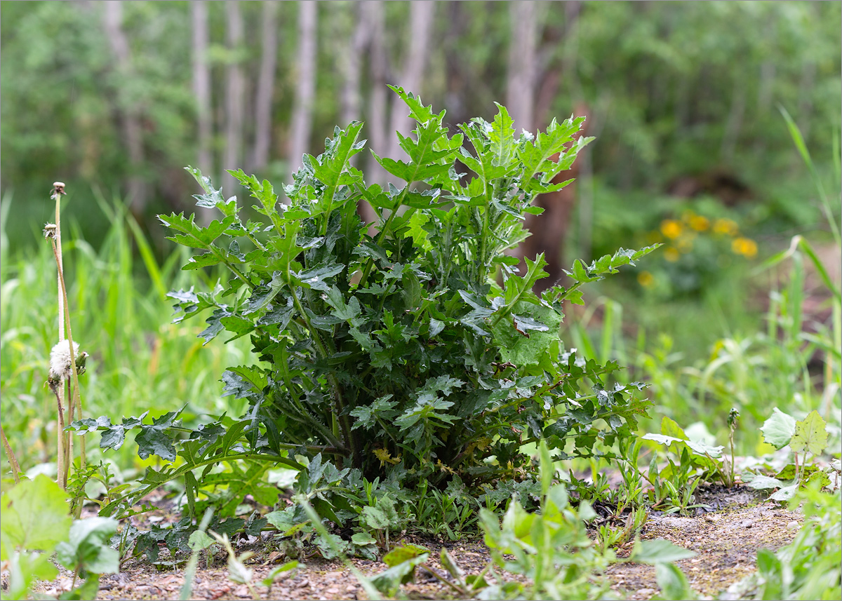 Изображение особи Carduus crispus.