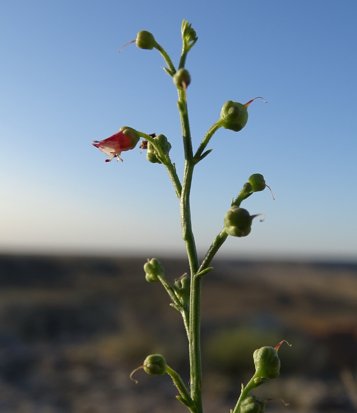 Изображение особи Scrophularia scoparia.