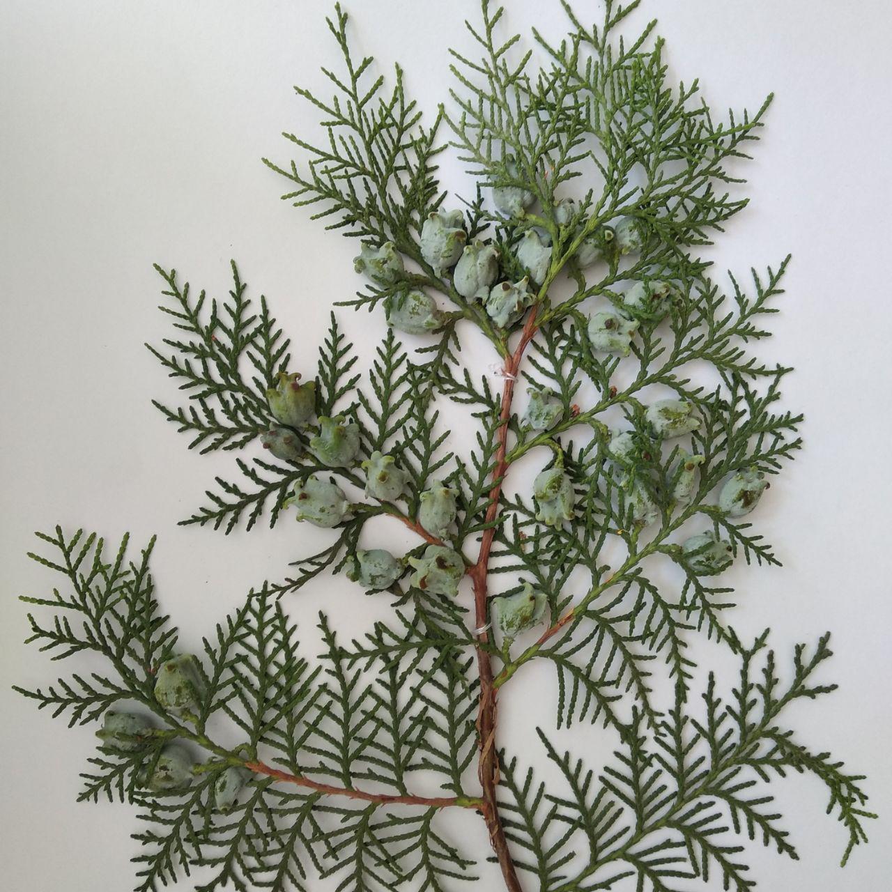 Изображение особи Platycladus orientalis.