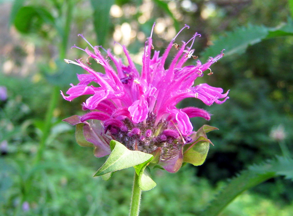 Image of Monarda fistulosa specimen.
