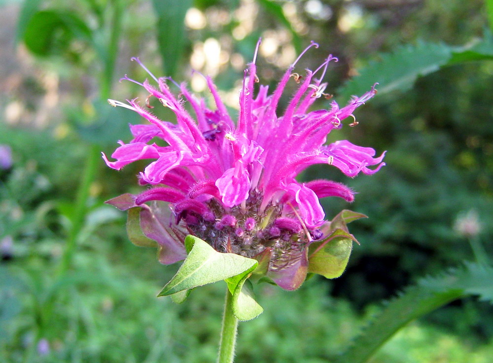 Изображение особи Monarda fistulosa.