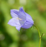 Campanula rotundifolia