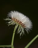 Sonchus oleraceus