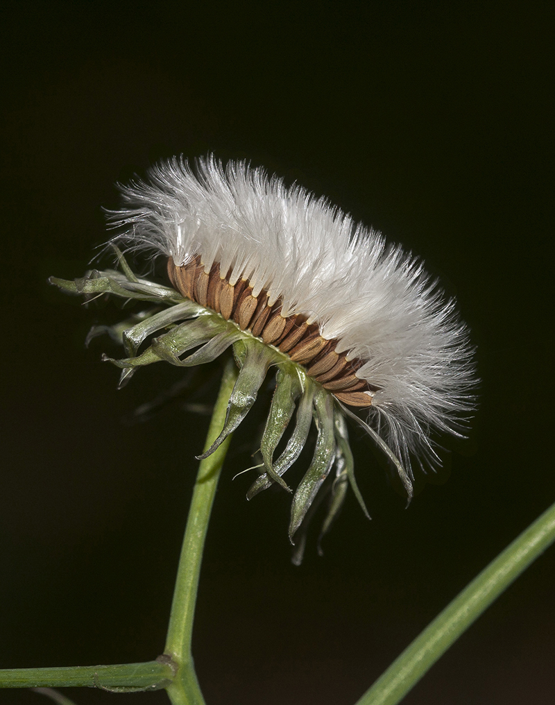 Image of Sonchus oleraceus specimen.