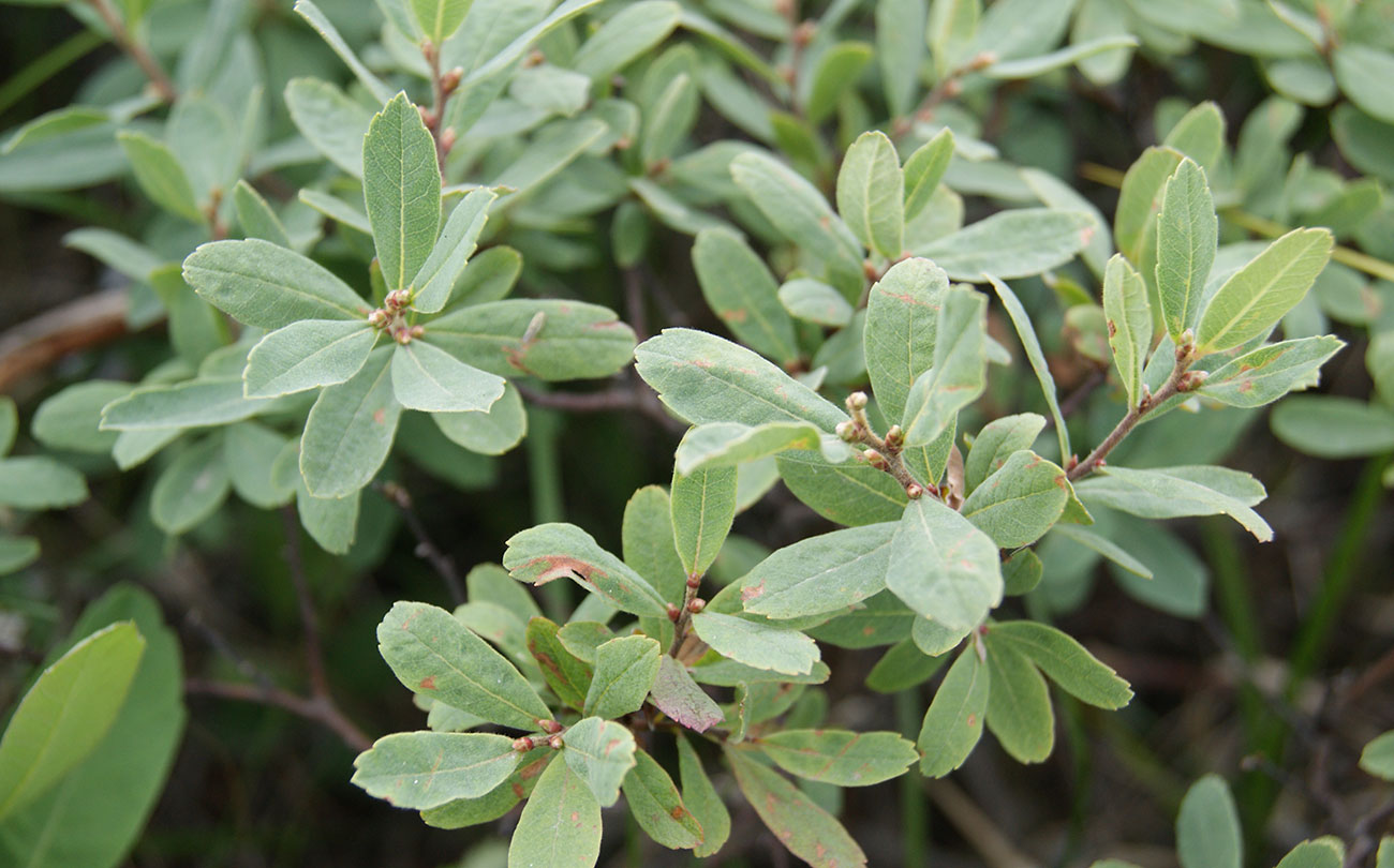 Image of Myrica tomentosa specimen.