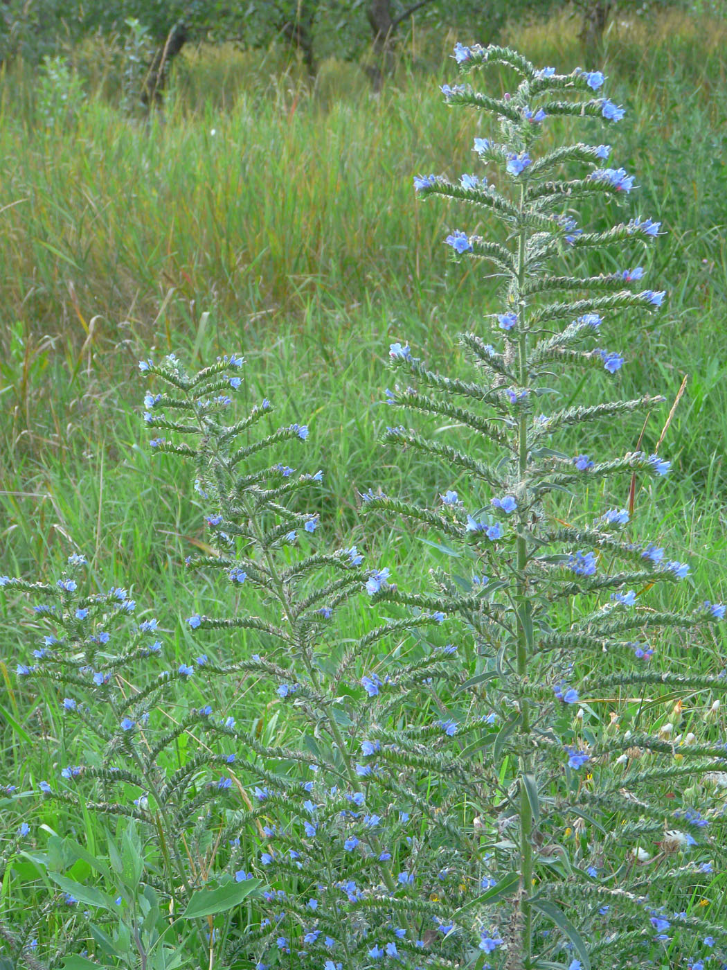 Изображение особи Echium vulgare.