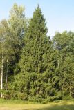 Picea abies