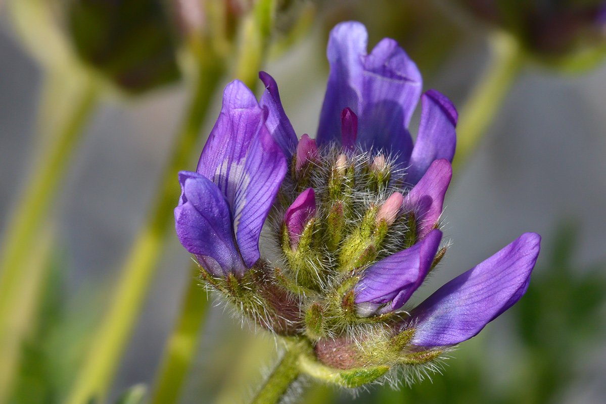 Изображение особи Oxytropis lazica.