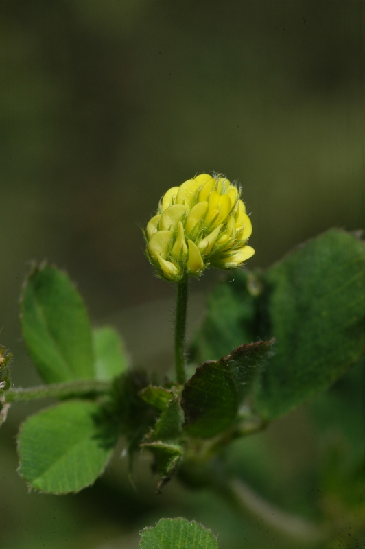 Image of Medicago lupulina specimen.