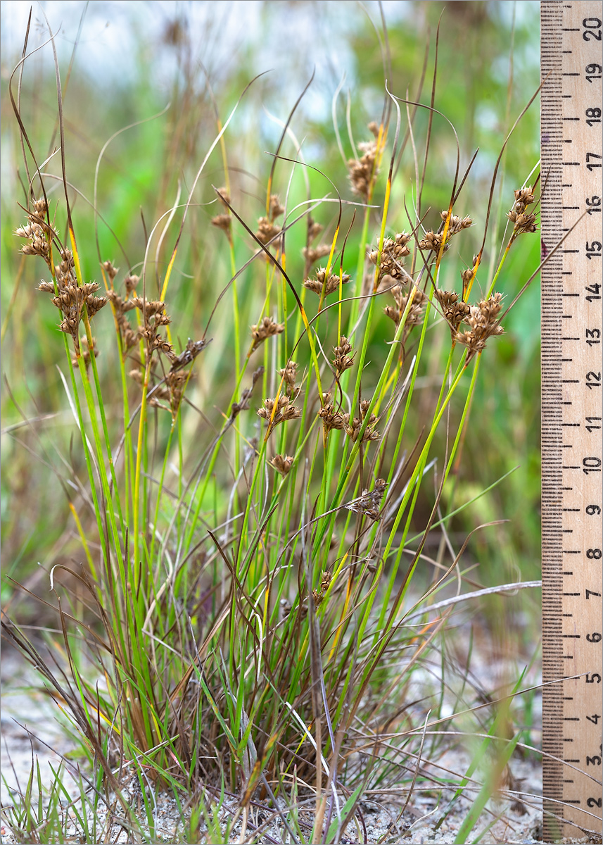 Изображение особи Juncus tenuis.