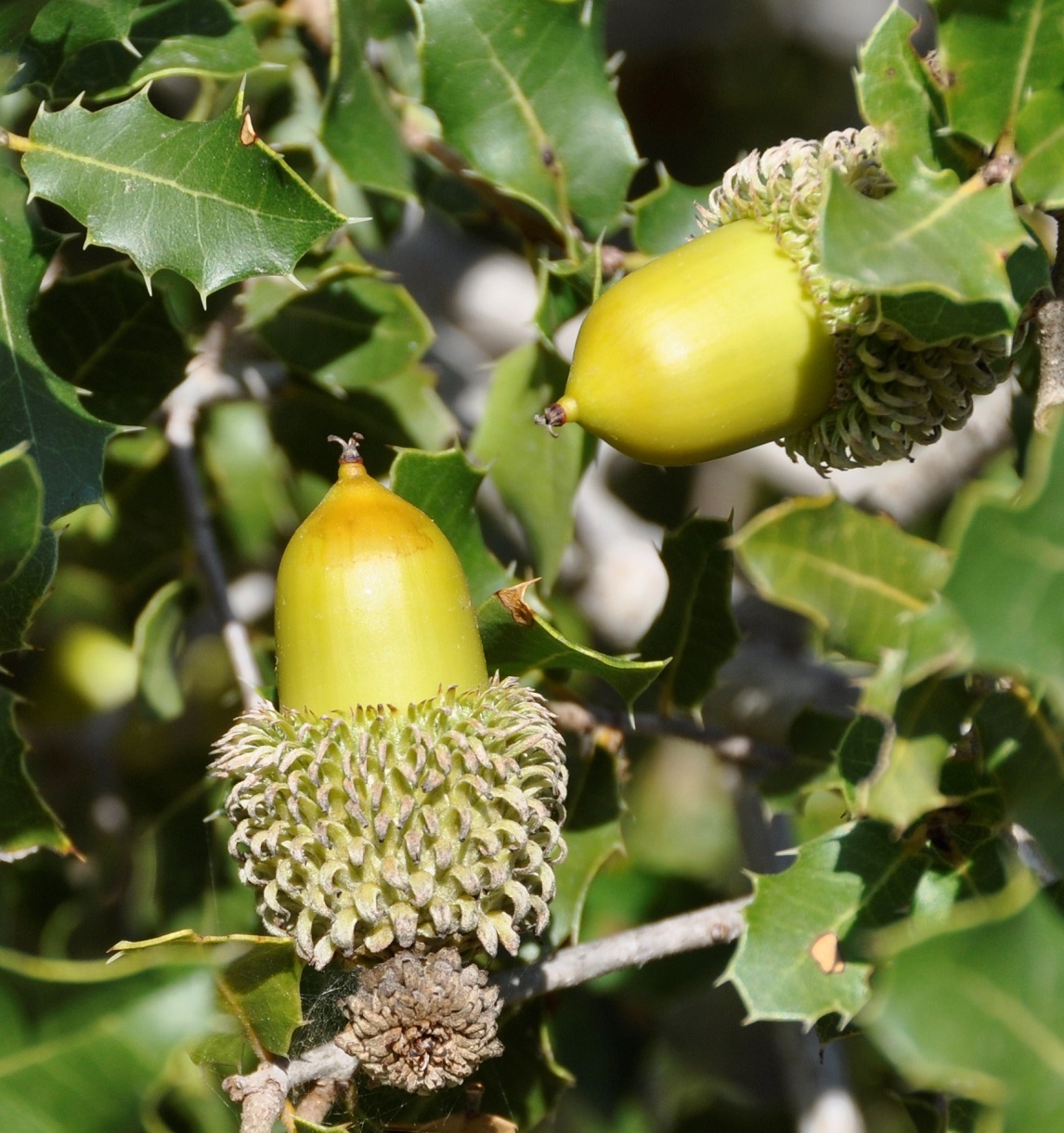 Изображение особи Quercus calliprinos.