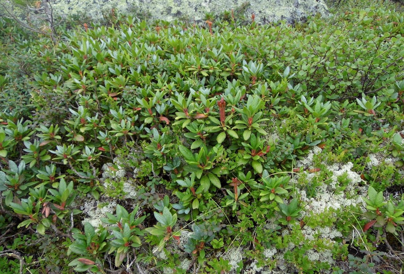 Изображение особи Rhododendron aureum.