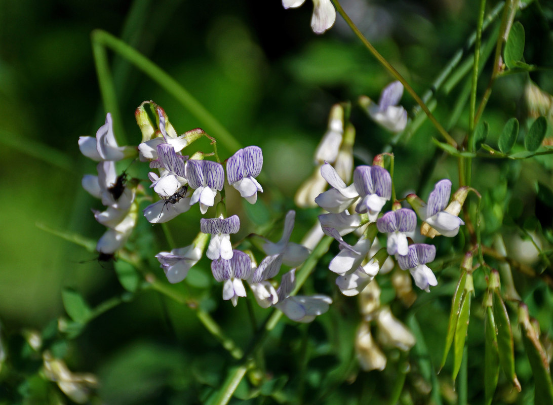 Изображение особи Vicia sylvatica.