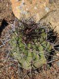 Denmoza rhodacantha