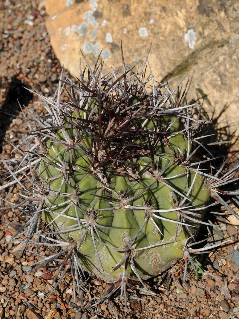 Image of Denmoza rhodacantha specimen.