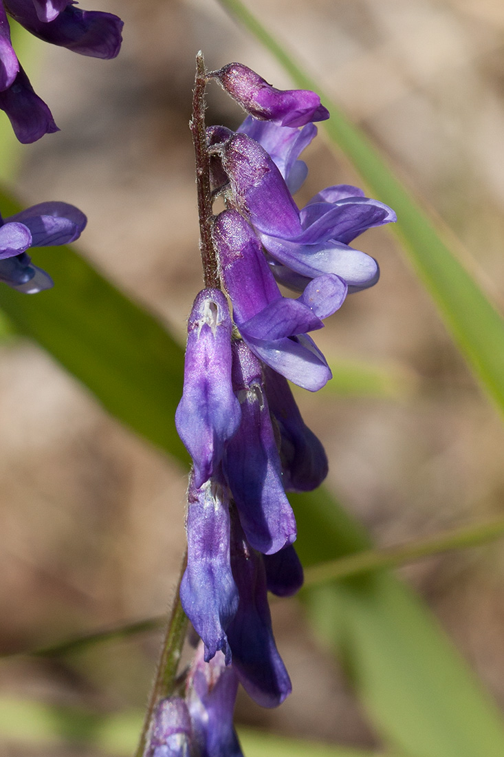 Image of Vicia cracca specimen.