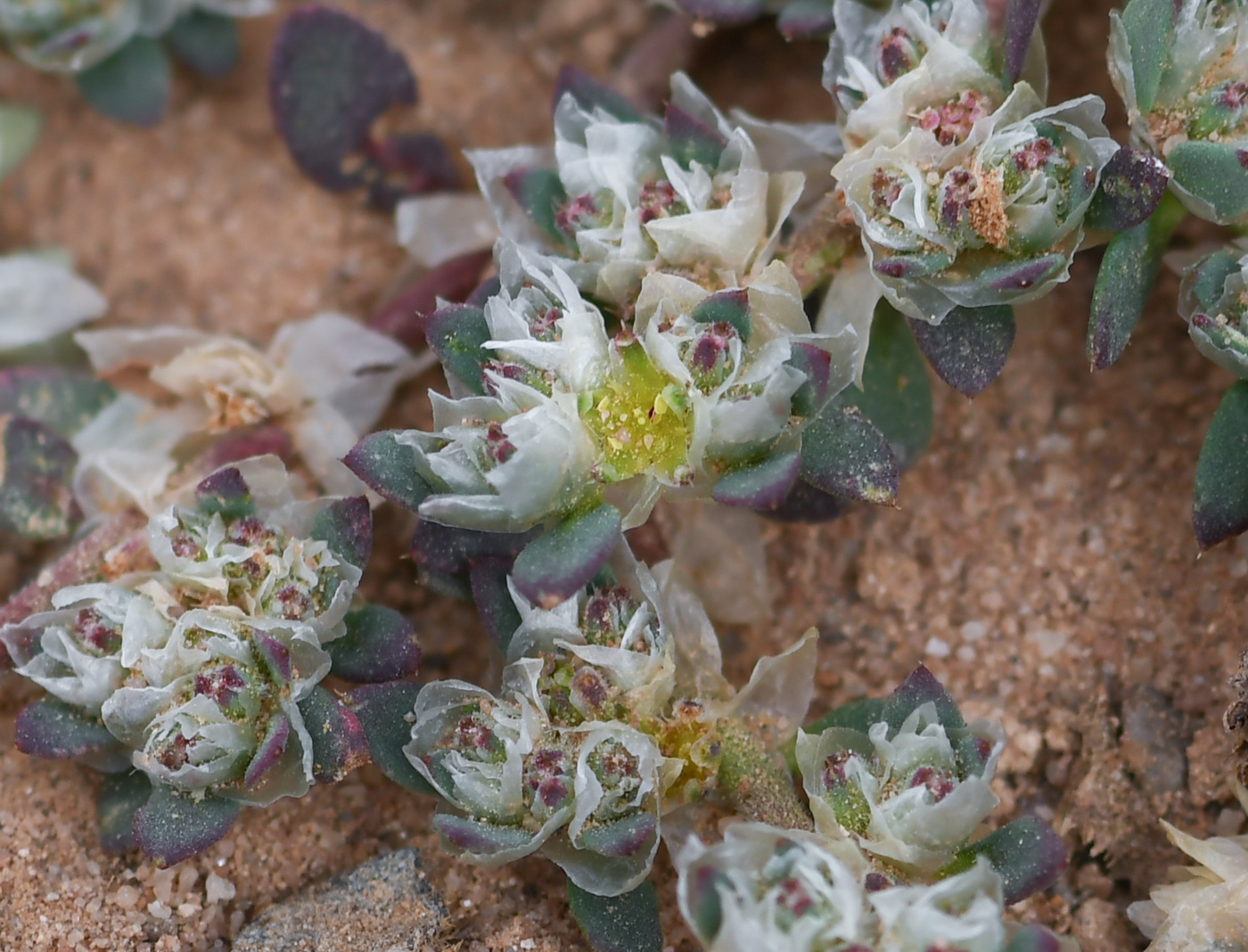 Image of Paronychia arabica specimen.