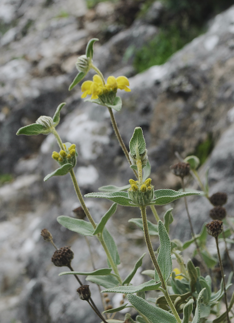 Изображение особи род Phlomis.