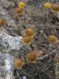 Anthemis monantha