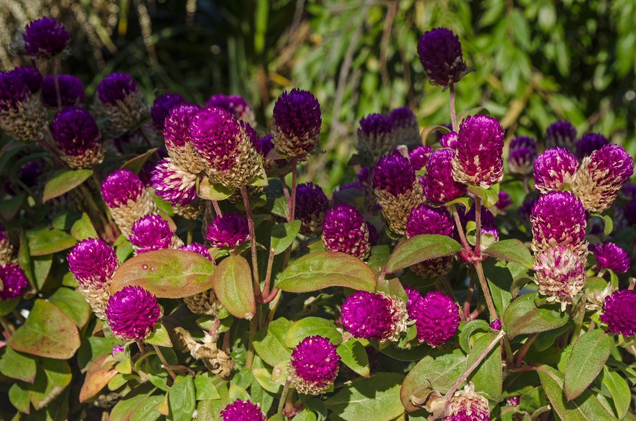 Image of Gomphrena globosa specimen.