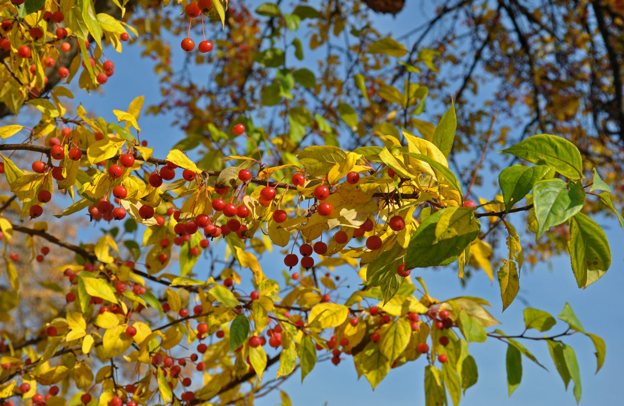 Изображение особи Malus baccata.