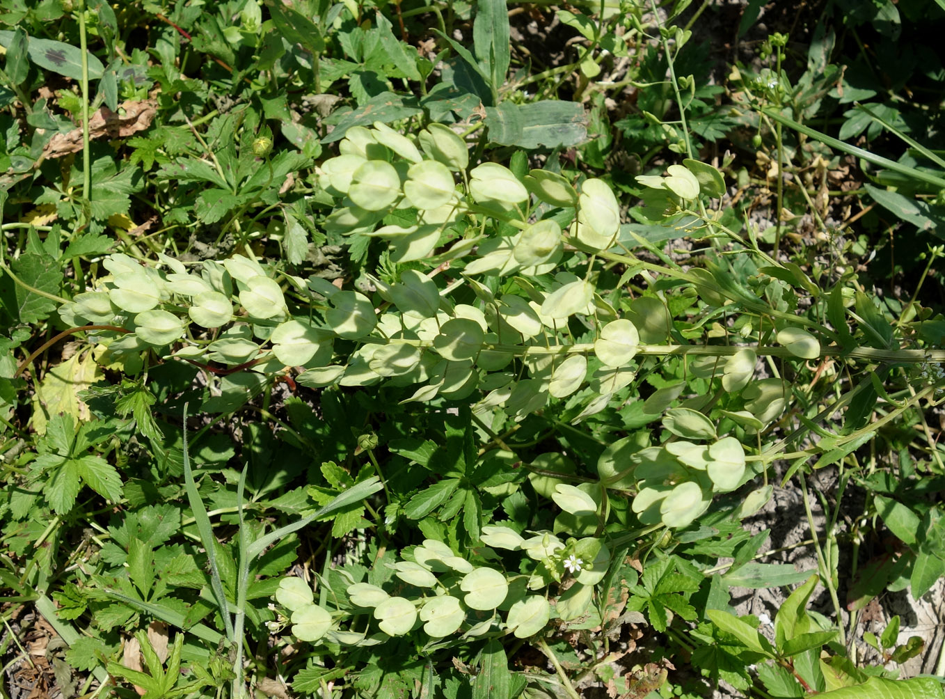 Image of Thlaspi arvense specimen.