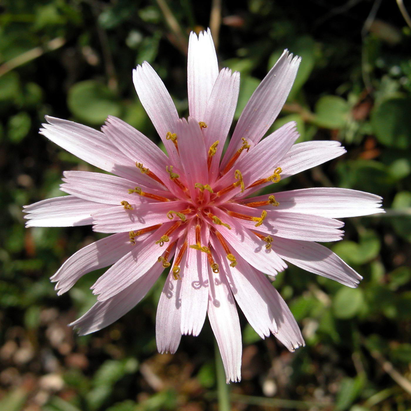 Изображение особи Taraxacum soczavae.