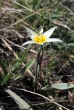 Tulipa turkestanica