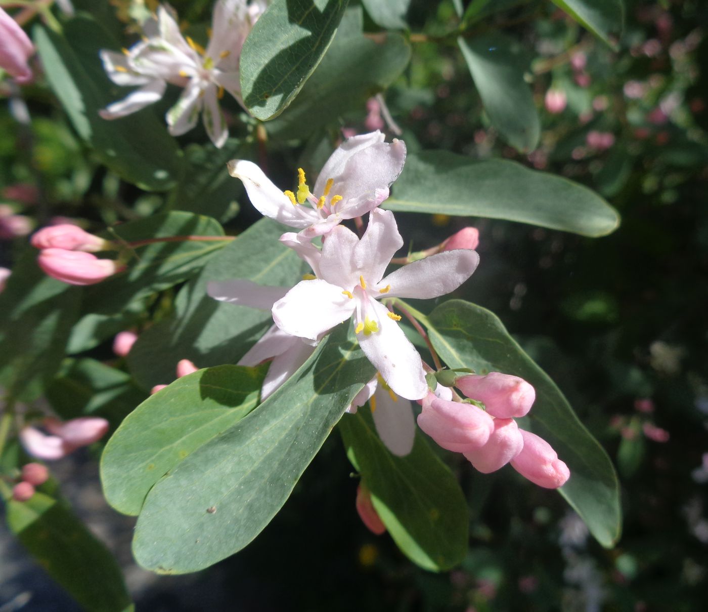 Image of Lonicera tatarica specimen.