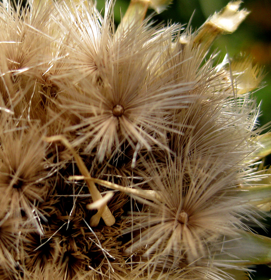 Image of Centaurea orientalis specimen.