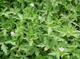 Geranium sibiricum. Верхушки цветущих растений. Приморский край, г. Артем, обочина ул. Кирова р-н ост. Артем-2. 06.08.2019.