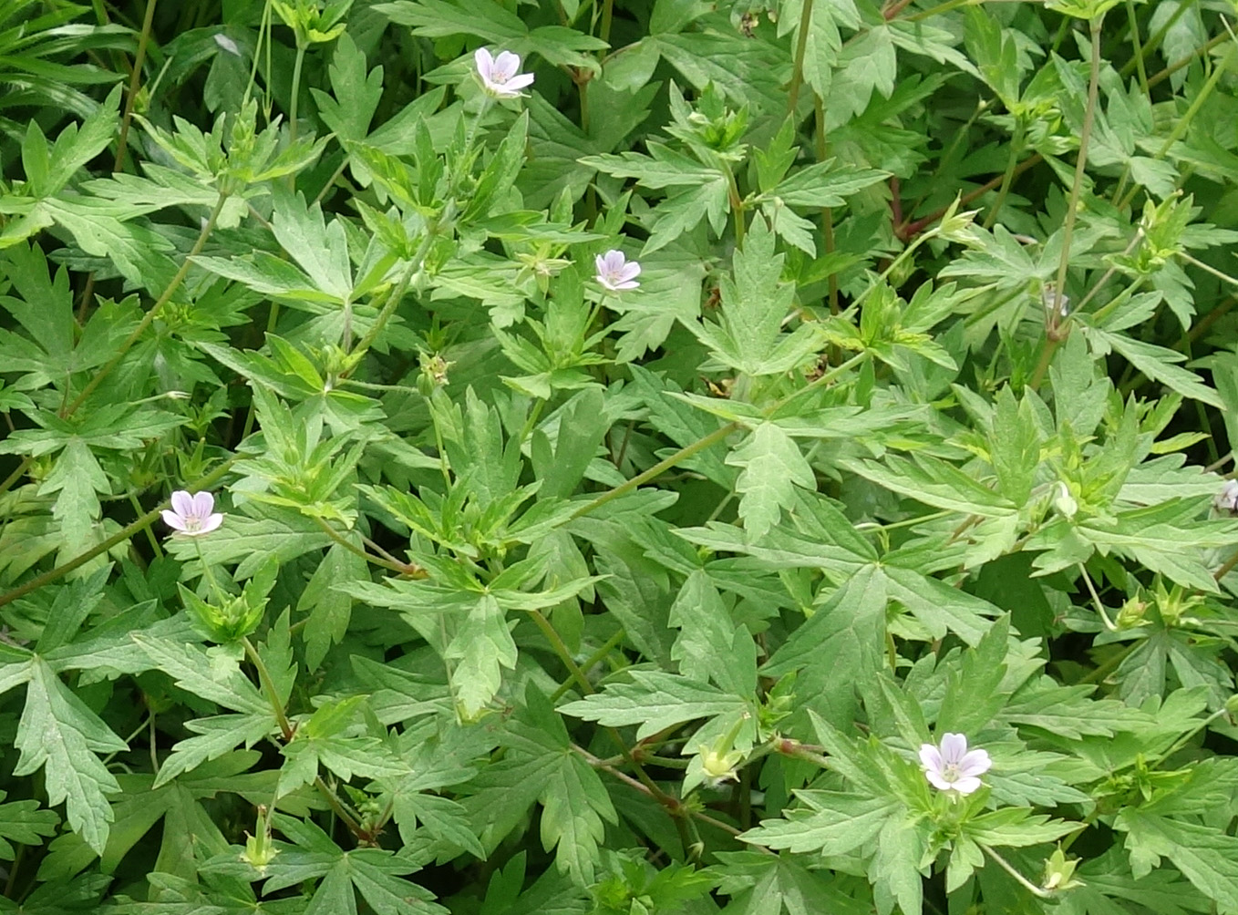 Image of Geranium sibiricum specimen.