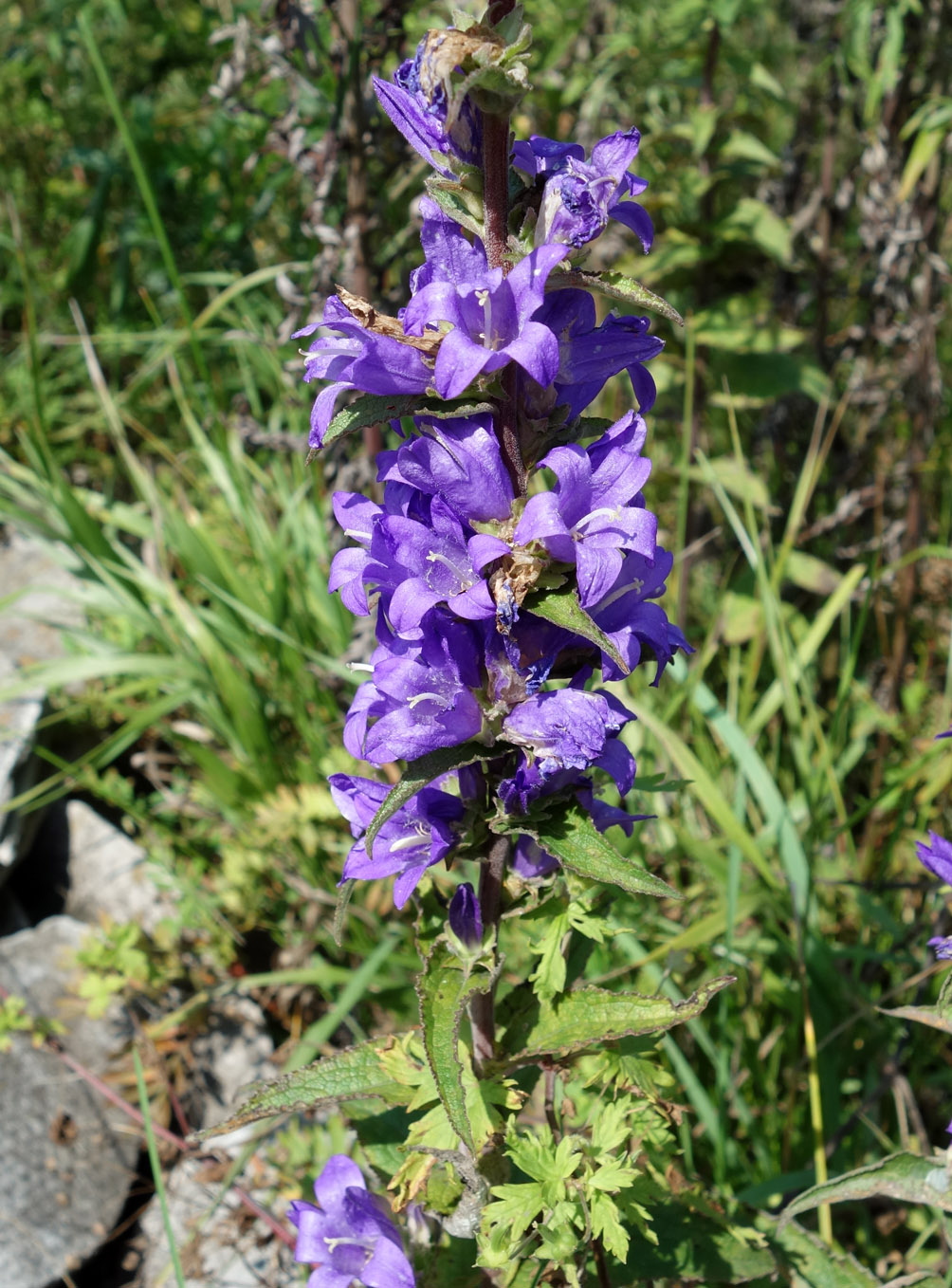 Изображение особи Campanula cephalotes.