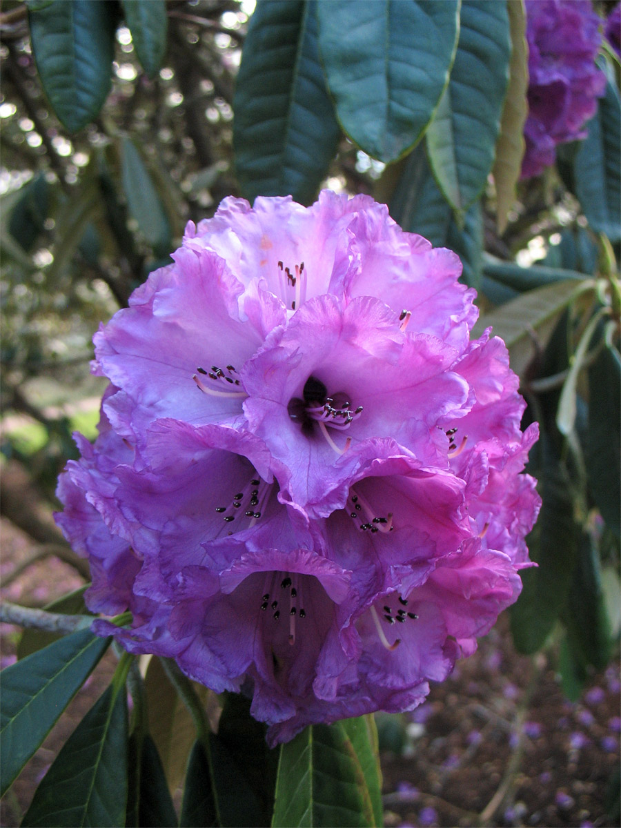 Image of Rhododendron lanigerum specimen.