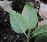 Lysimachia