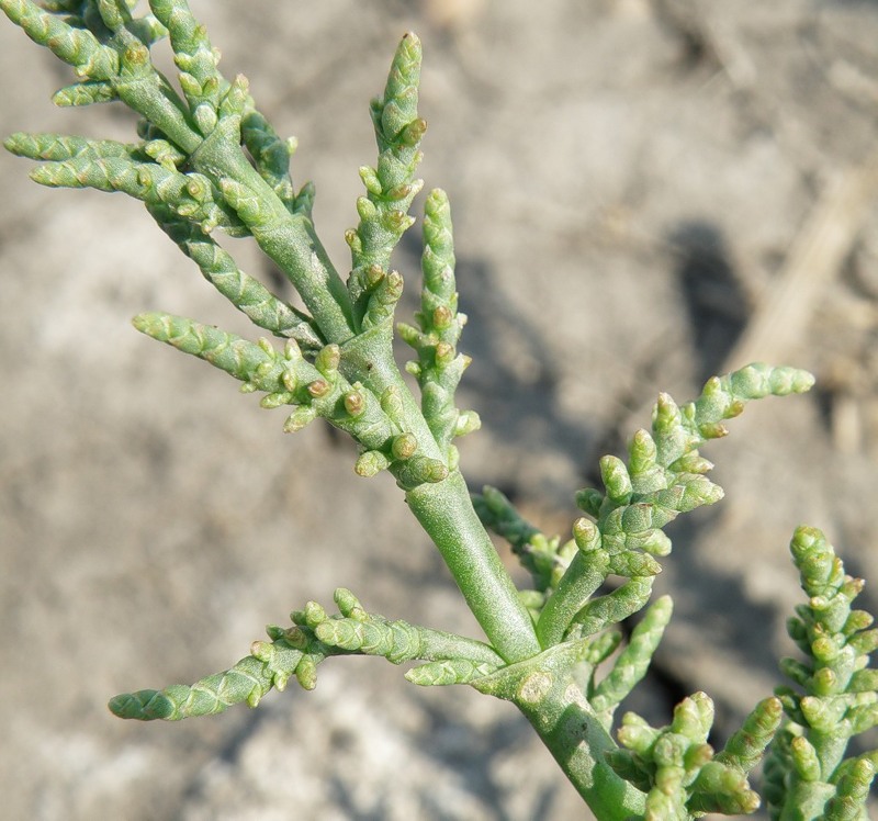 Image of Salicornia perennans specimen.