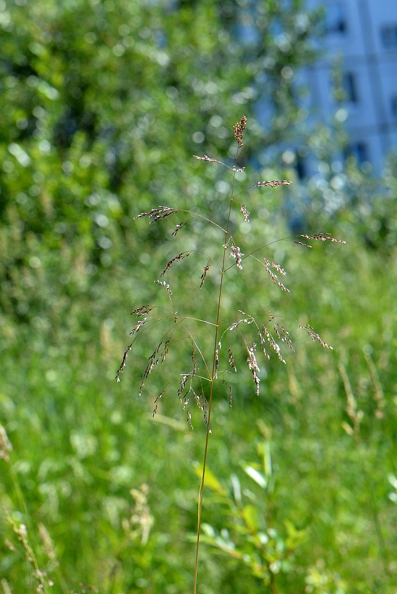 Изображение особи Deschampsia cespitosa.