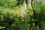 Pyrola incarnata